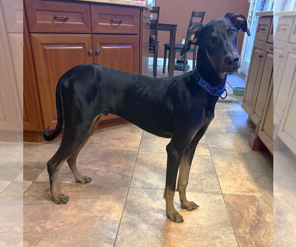Medium Photo #7 Doberman Pinscher Puppy For Sale in Boonton, NJ, USA
