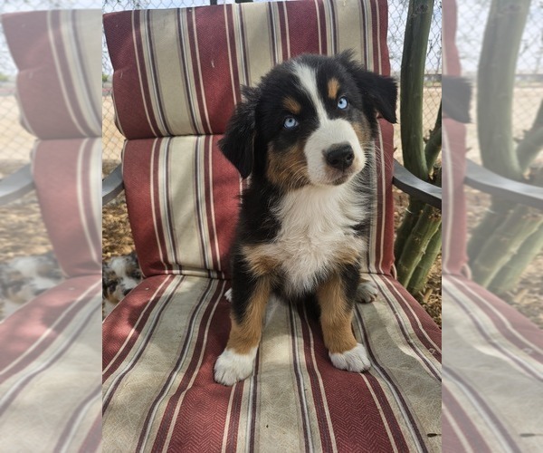 Medium Photo #1 Australian Shepherd Puppy For Sale in PHOENIX, AZ, USA