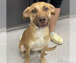 Small #2 Retriever  Mix
