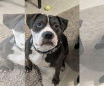Small American Bulldog-Staffordshire Bull Terrier Mix