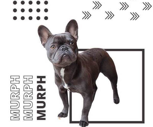 Medium Photo #1 French Bulldog Puppy For Sale in SPRING, TX, USA