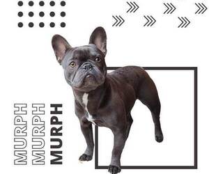 Mother of the French Bulldog puppies born on 06/07/2025