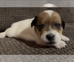 Puppy Aurora Jack Russell Terrier