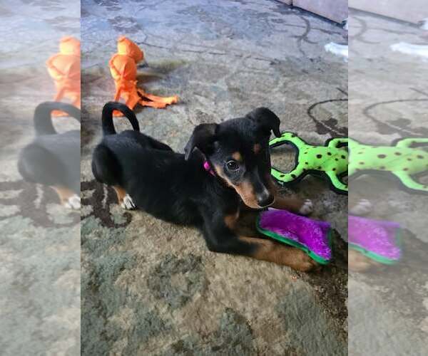 Medium Photo #35 Doberman Pinscher-Unknown Mix Puppy For Sale in Buffalo, MN, USA