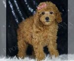Small #3 Poodle (Toy)