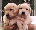 Small Photo #10 Labrador Retriever Puppy For Sale in OLYMPIA, WA, USA