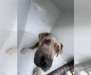 Mutt Dogs for adoption in Houston, TX, USA