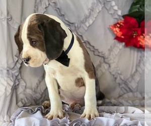 Cocker Spaniel-Staffordshire Bull Terrier Mix Puppy for sale in LANCASTER, PA, USA