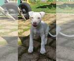 Small #1 Mutt