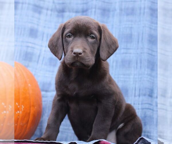 Medium Photo #1 Labrador Retriever Puppy For Sale in ELLIOTTSBURG, PA, USA