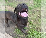 Small #5 Labrador Retriever Mix
