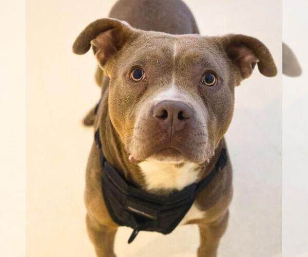 Medium Photo #2 American Staffordshire Terrier-Unknown Mix Puppy For Sale in San Antonio, TX, USA