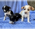 Small #1 Chihuahua