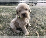 Small Photo #12 Labradoodle Puppy For Sale in JARRELL, TX, USA