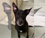Small Labrador Retriever Mix