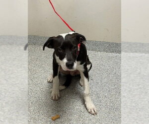 American Pit Bull Terrier-Pointer Mix Dogs for adoption in Pasadena, TX, USA