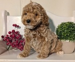 Small #1 Poodle (Miniature)
