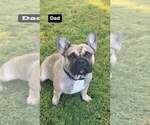 Small Photo #15 French Bulldog Puppy For Sale in ANAHEIM, CA, USA
