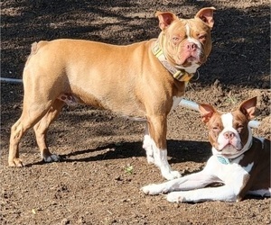 Father of the Boston Terrier puppies born on 04/12/2025