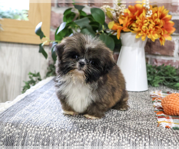 Medium Photo #3 Shih Tzu Puppy For Sale in SYRACUSE, IN, USA