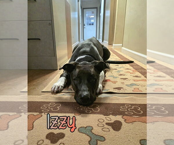 Medium Photo #3 German Shepherd Dog-Unknown Mix Puppy For Sale in Port Clinton, OH, USA