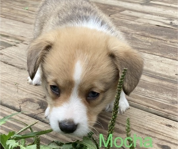 Medium Photo #7 Pembroke Welsh Corgi Puppy For Sale in COLOMA, MI, USA