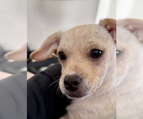 Medium Photo #5 Chihuahua Puppy For Sale in San Diego, CA, USA