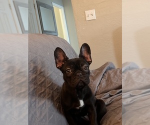 Medium French Bulldog