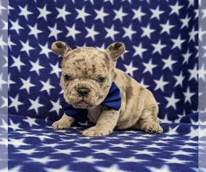French Bulldog Puppy for sale in BIRD IN HAND, PA, USA