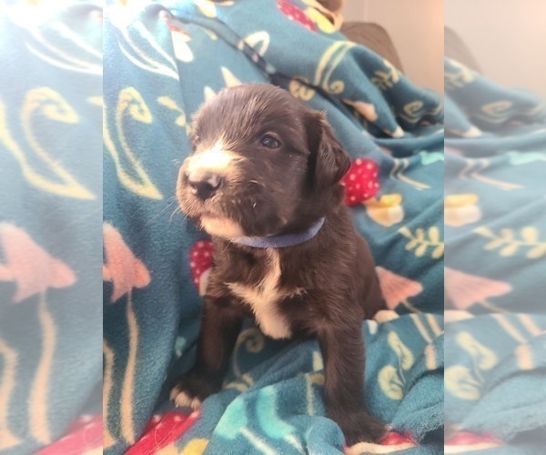 Medium Photo #6 Australian Retriever Puppy For Sale in DAYTON, OH, USA