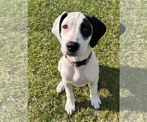 Mutt Dogs for adoption in Holly Springs, NC, USA