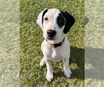 Small Mutt