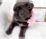 Small #2 French Bulldog