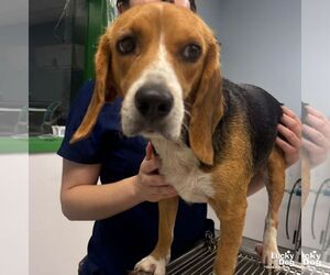 Beagle-Unknown Mix Dogs for adoption in Washington, DC, USA