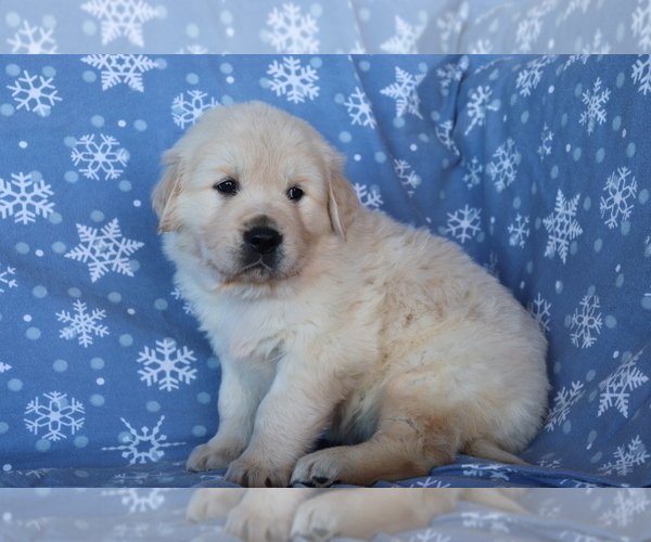 View Ad: Golden Retriever Puppy for Sale near In Japan