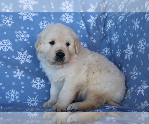 Golden Retriever Puppy for sale in SHILOH, OH, USA