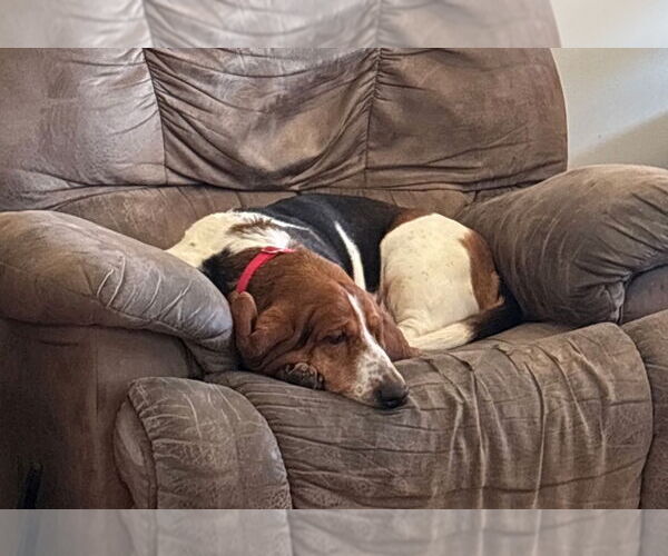Medium Photo #3 Basset Hound Puppy For Sale in Brookville, OH, USA