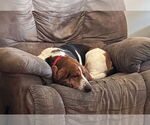 Small Photo #3 Basset Hound Puppy For Sale in Brookville, OH, USA