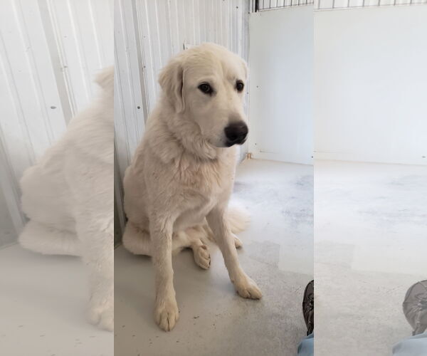 Medium Photo #9 Great Pyrenees Puppy For Sale in PEYTON, CO, USA