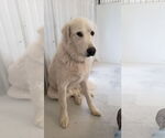 Small #8 Great Pyrenees