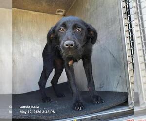 Mutt Dogs for adoption in San Antonio, TX, USA