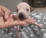 Small #3 Miniature American Hairless Terrier
