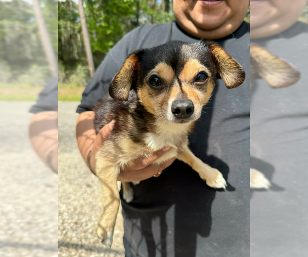 Medium Photo #2 Chihuahua-Unknown Mix Puppy For Sale in Cranston, RI, USA