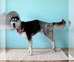 Small #1 Siberian Husky