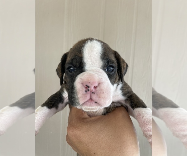 Medium Photo #13 Boxer Puppy For Sale in LUCERNE VALLEY, CA, USA