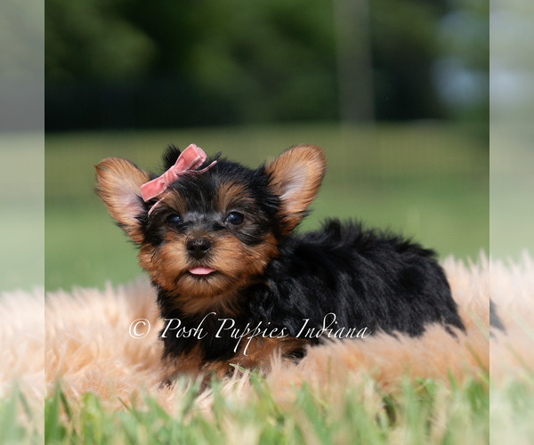Medium Photo #71 Yorkshire Terrier Puppy For Sale in WARSAW, IN, USA