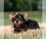 Small Photo #71 Yorkshire Terrier Puppy For Sale in WARSAW, IN, USA