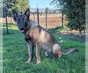 Mutt Dogs for adoption in San Martin, CA, USA