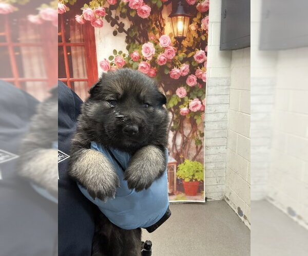 Medium Photo #1 Siberian Husky Puppy For Sale in San Bernardino, CA, USA