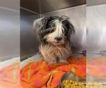 Small #1 Shih Tzu Mix